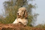 PTIT BASSET GRIFFON V.  071
